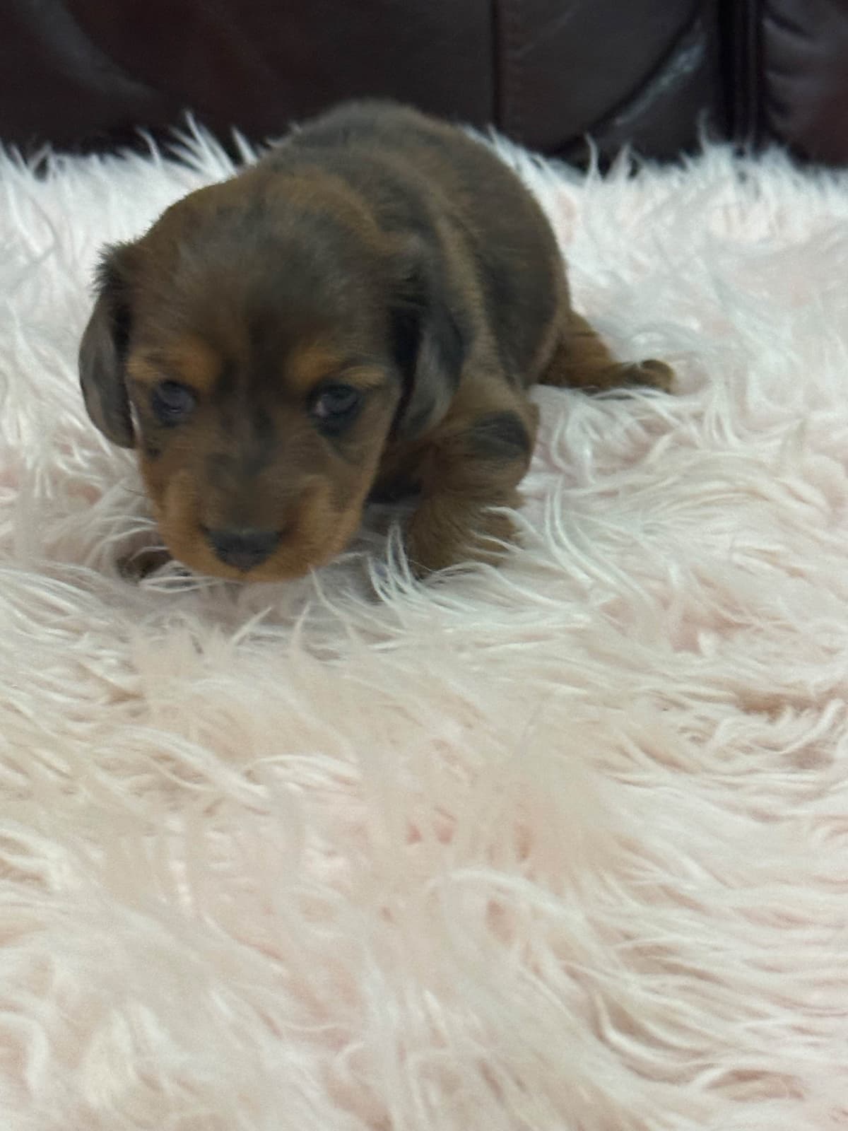 Dachshund Puppies breeder image 24