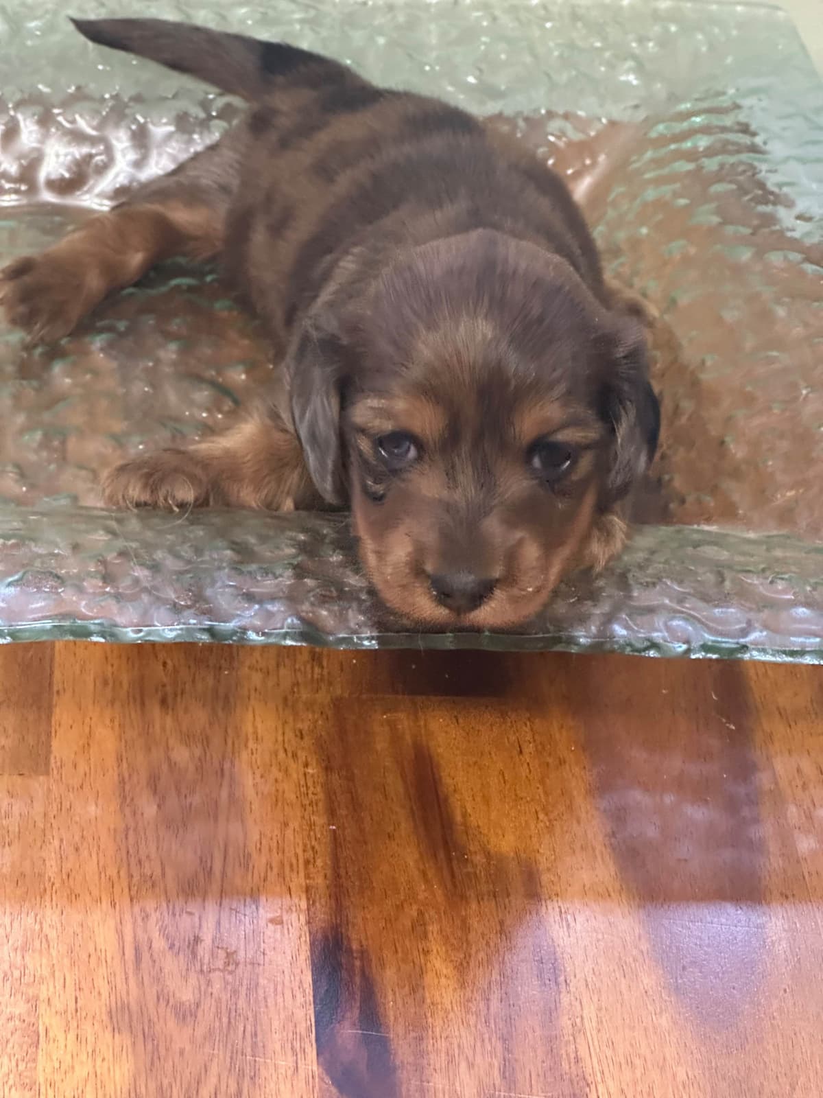 Dachshund Puppies breeder image 25