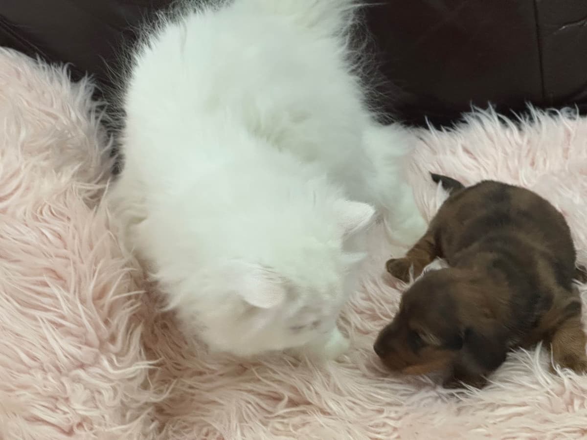 Dachshund Puppies breeder image 26