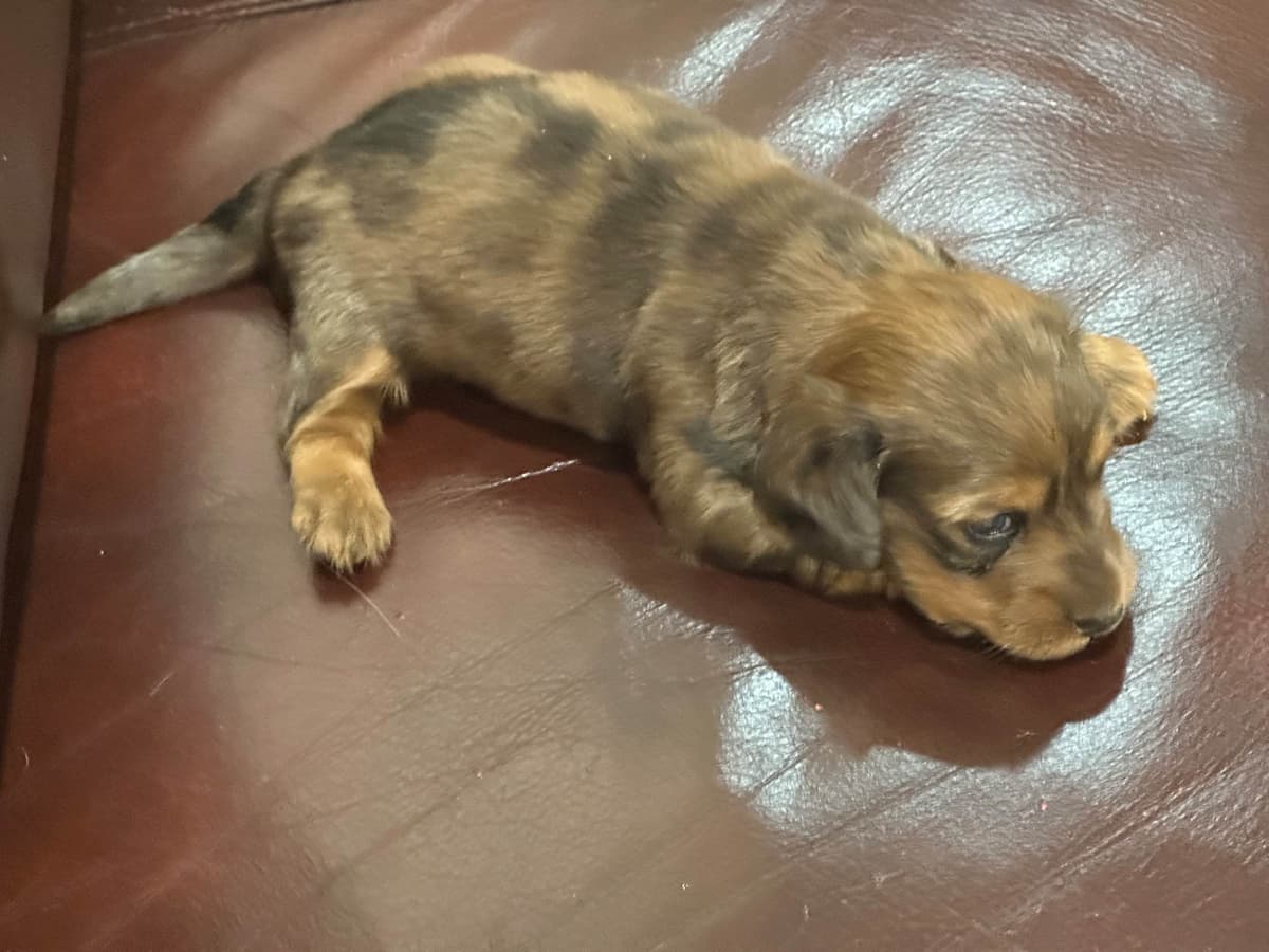 Dachshund Puppies breeder image 27