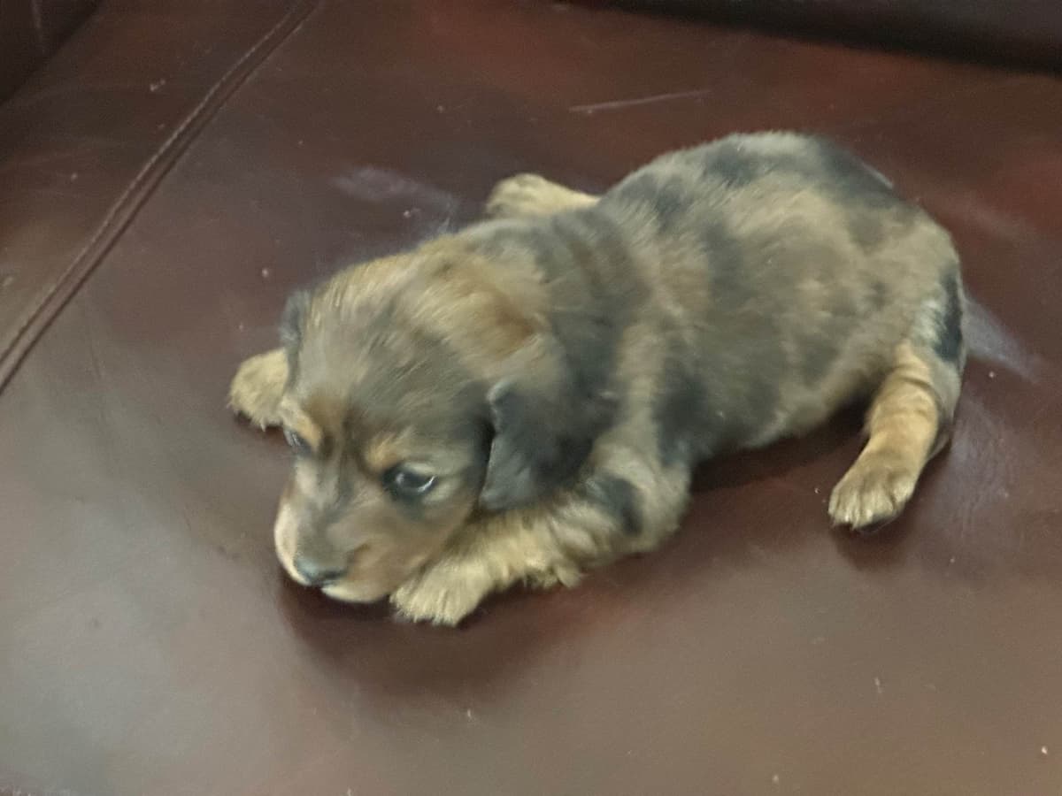 Dachshund Puppies breeder image 28