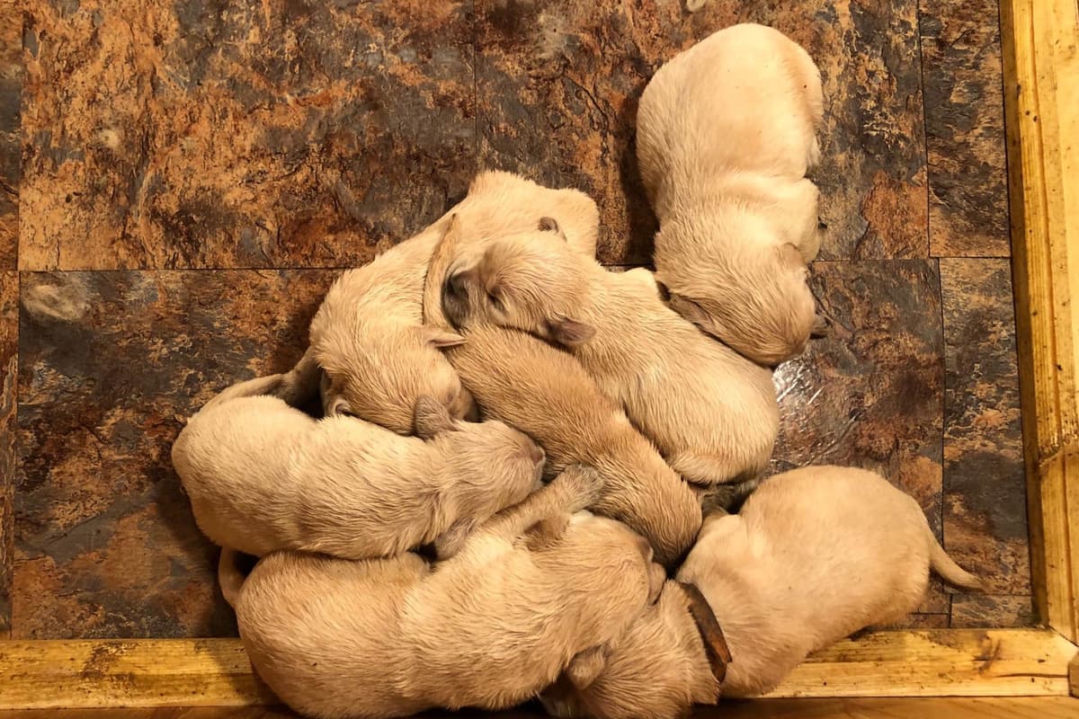 Shetland Sheepdog Puppies breeder image 2