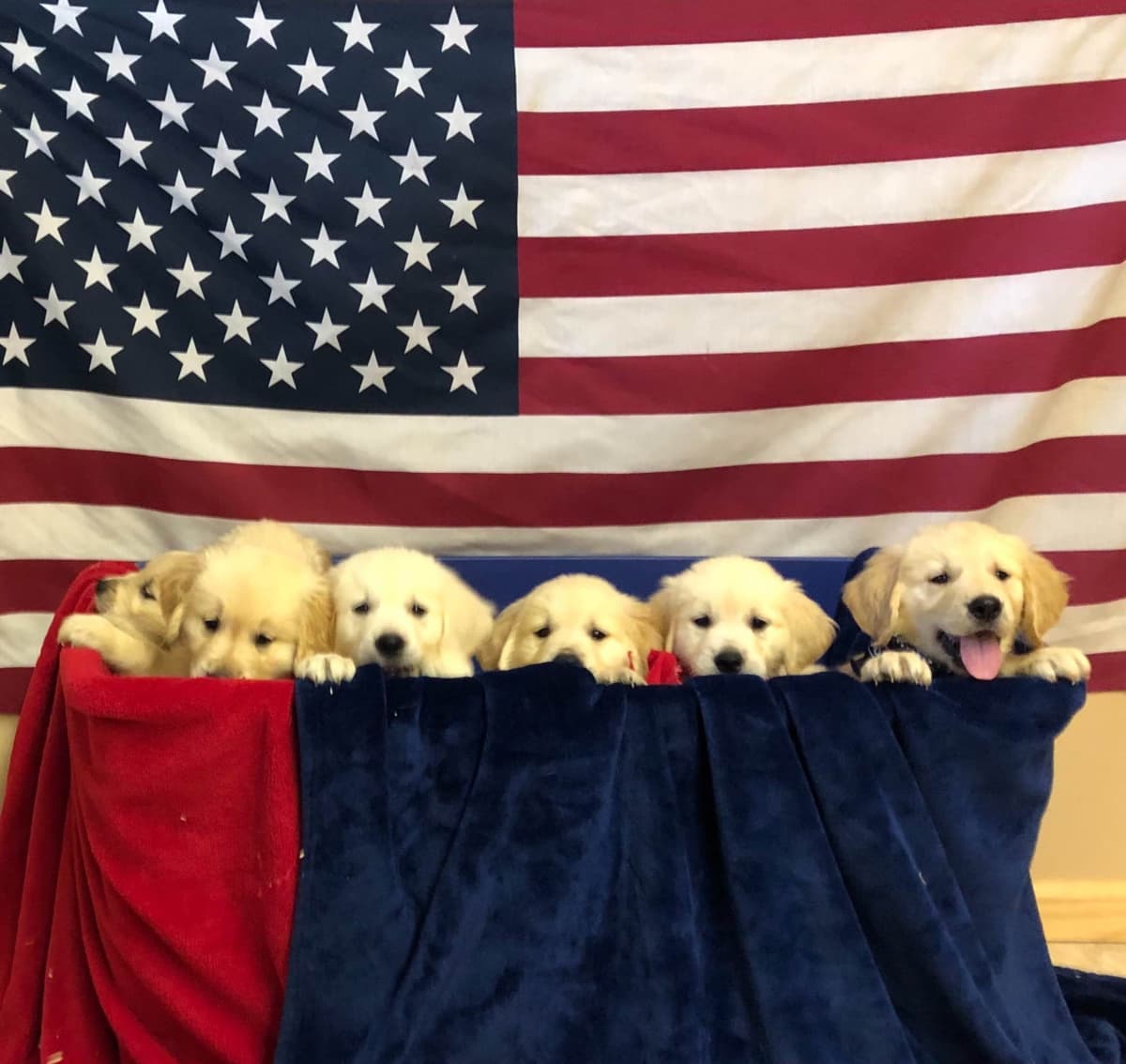 Shetland Sheepdog Puppies breeder image 8