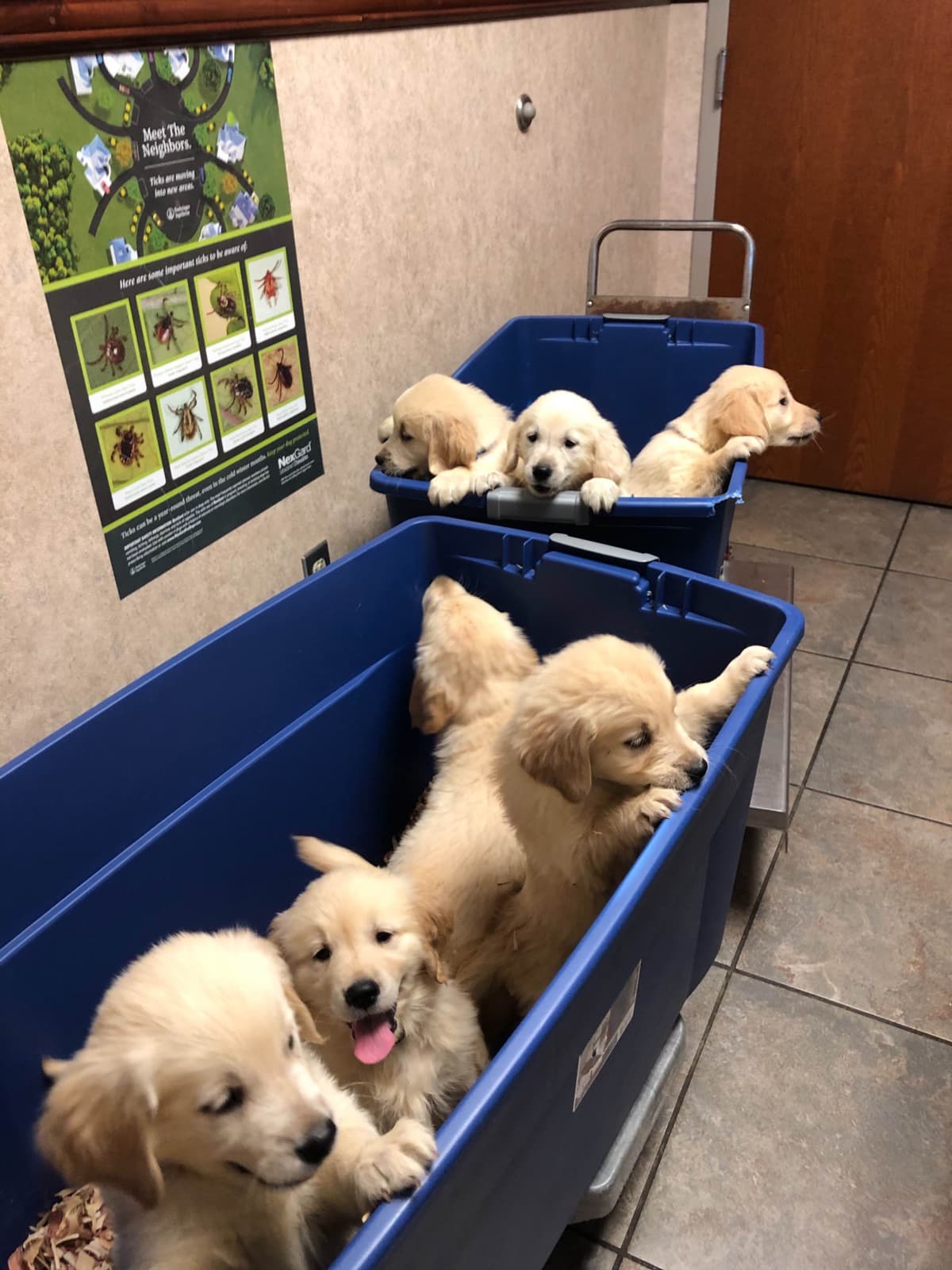 Shetland Sheepdog Puppies breeder image 13