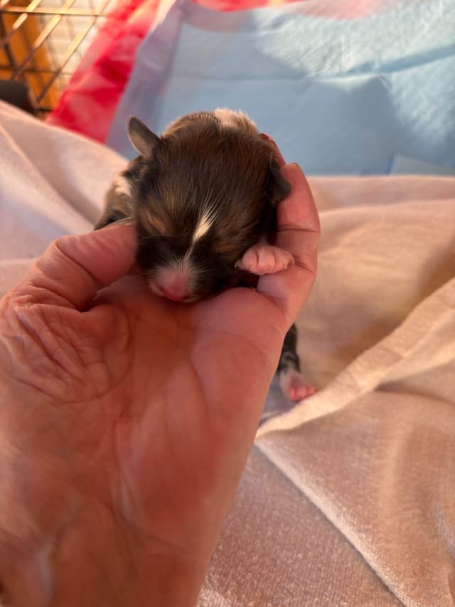 Shetland Sheepdog Puppies media 2