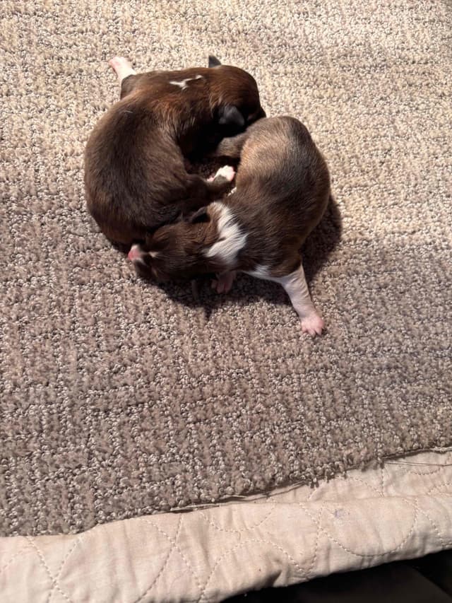 Shetland Sheepdog Puppies media 3