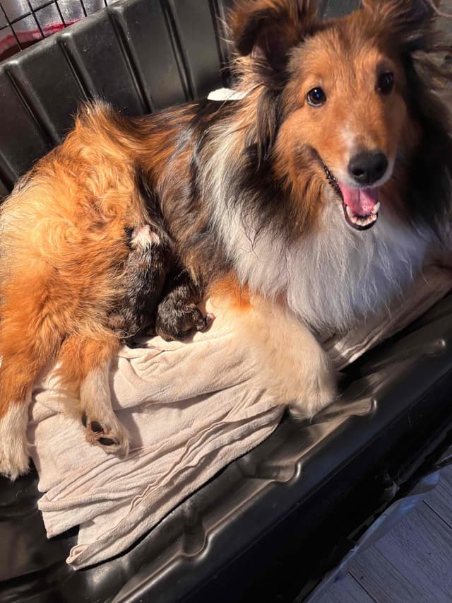 Shetland Sheepdog Puppies media 4