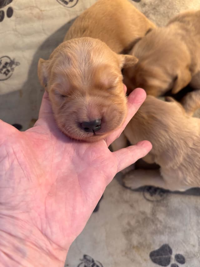 Golden Retriever Puppies media 2