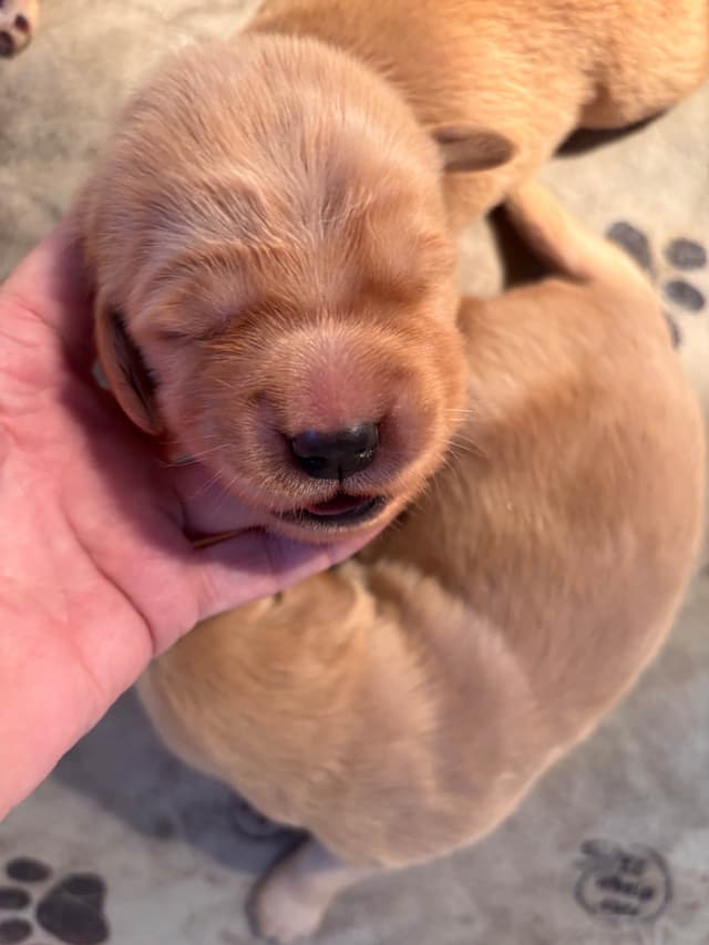 Golden Retriever Puppies media 3