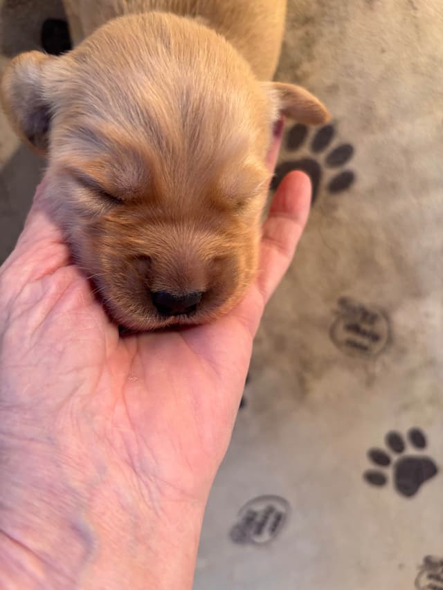 Golden Retriever Puppies media 4