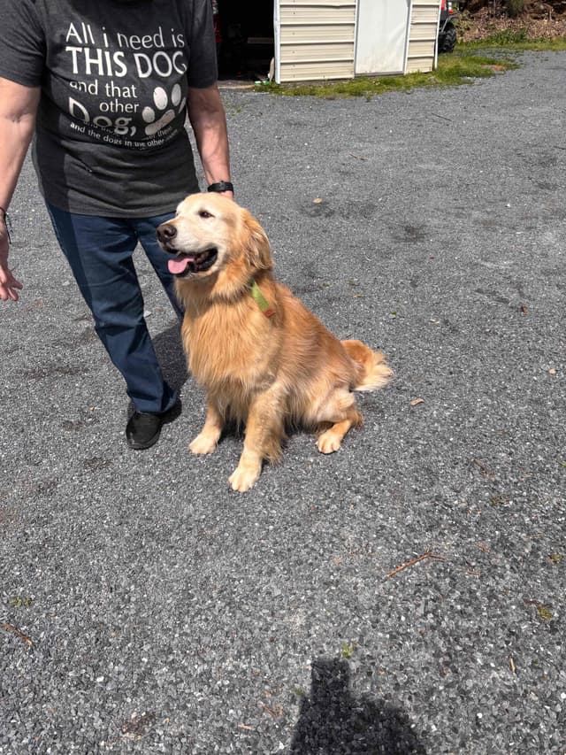 Golden Retriever Puppies media 5