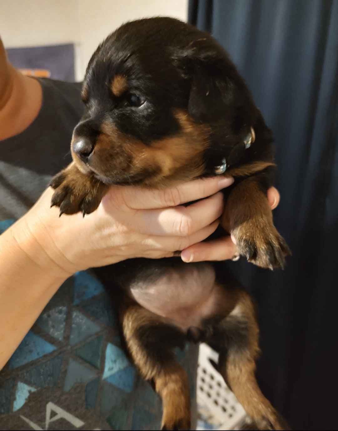 Rottweiler Puppies breeder image 3