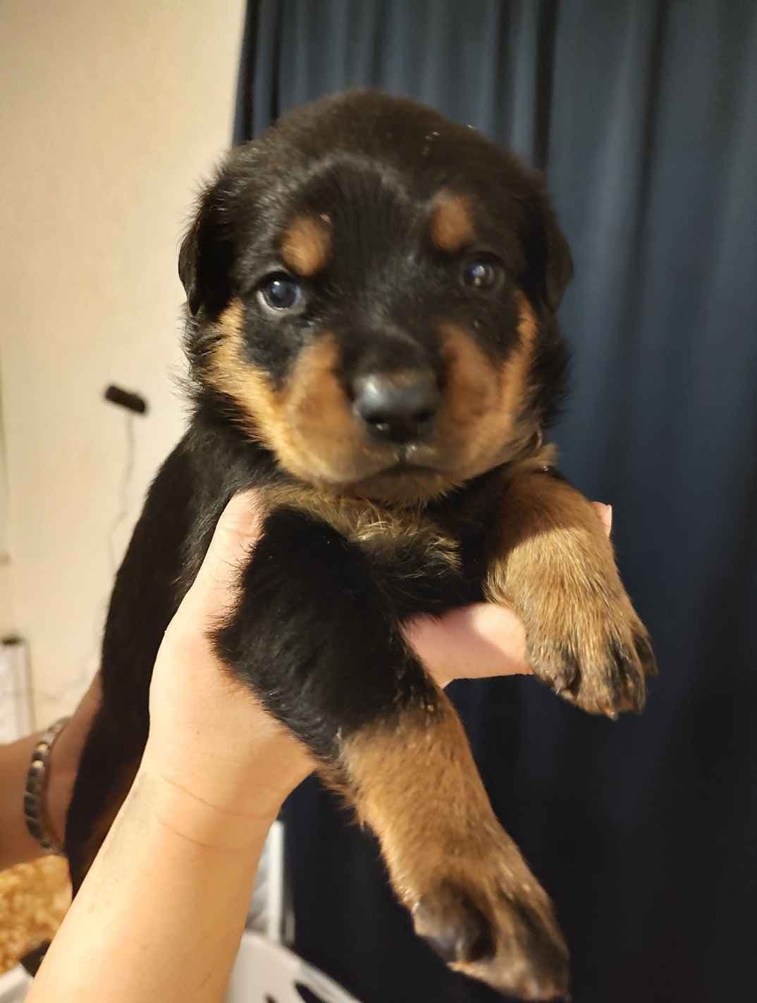 Rottweiler Puppies breeder image 4