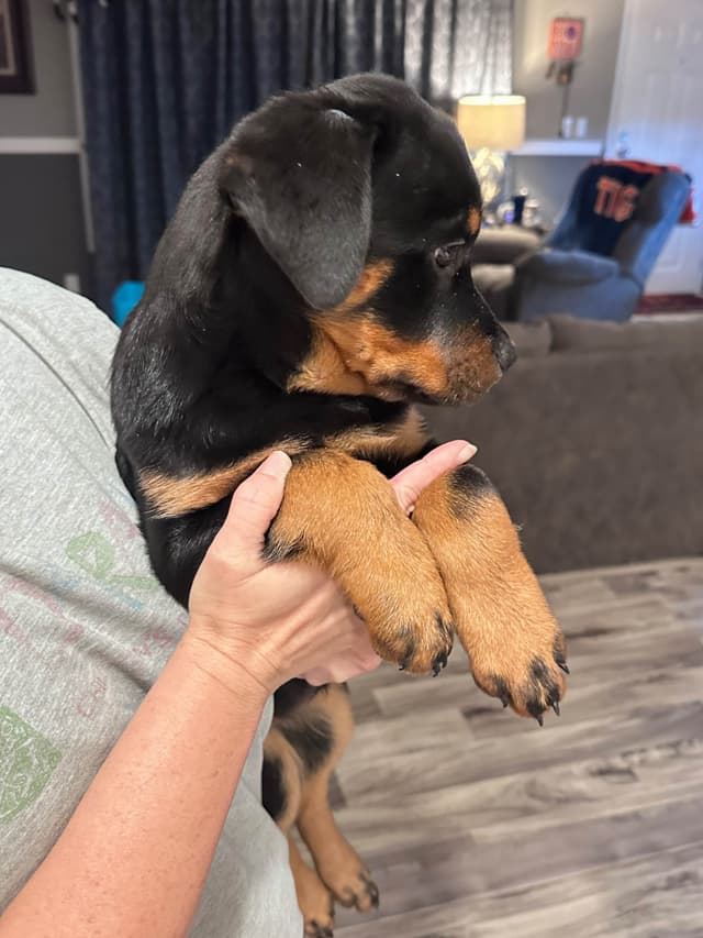 Rottweiler Puppies media 2
