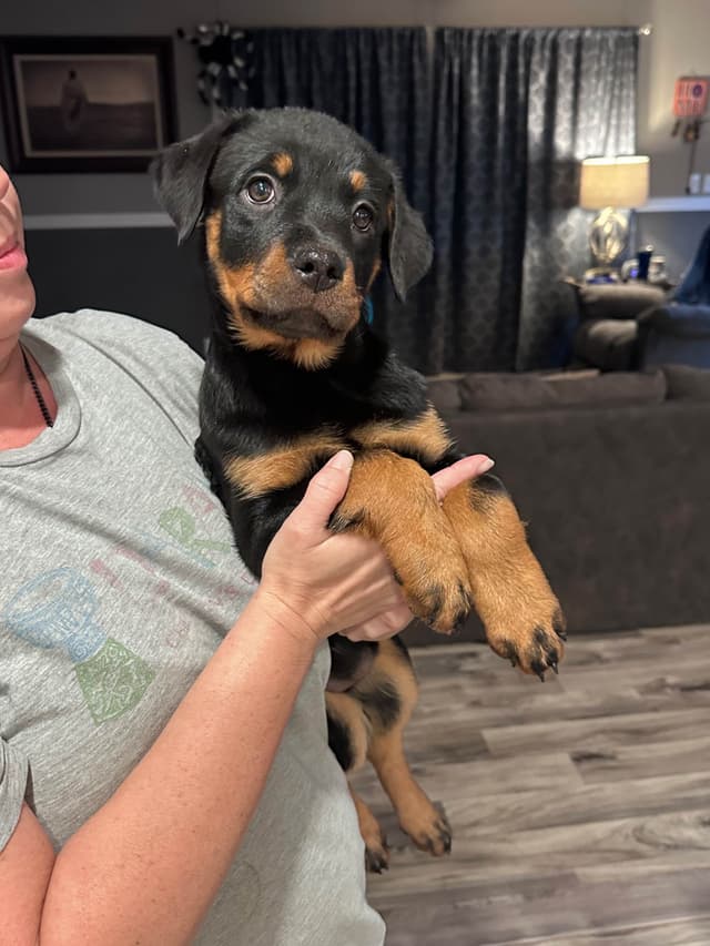 Rottweiler Puppies media 3