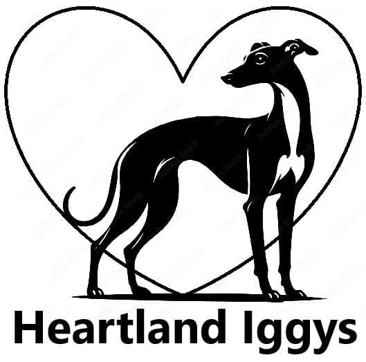 Italian Greyhound Puppies breeder image 1