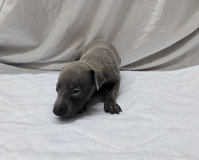 Italian Greyhound Puppies media 2