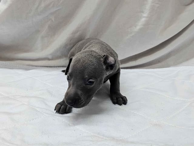 Italian Greyhound Puppies media 3