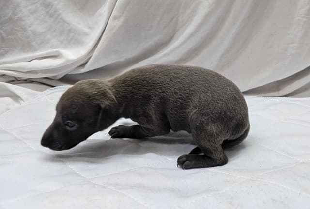 Italian Greyhound Puppies media 4