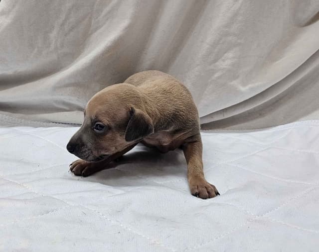 Italian Greyhound Puppies media 5