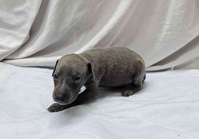 Gorgeous Male Italian Greyhound Puppies media 2