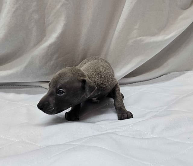 Gorgeous Male Italian Greyhound Puppies media 3