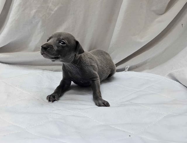 Gorgeous Male Italian Greyhound Puppies media 4