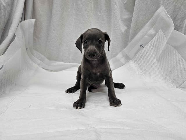 Italian Greyhound Puppies media 6