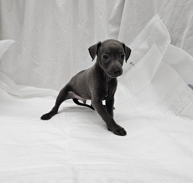 Italian Greyhound Puppies media 7