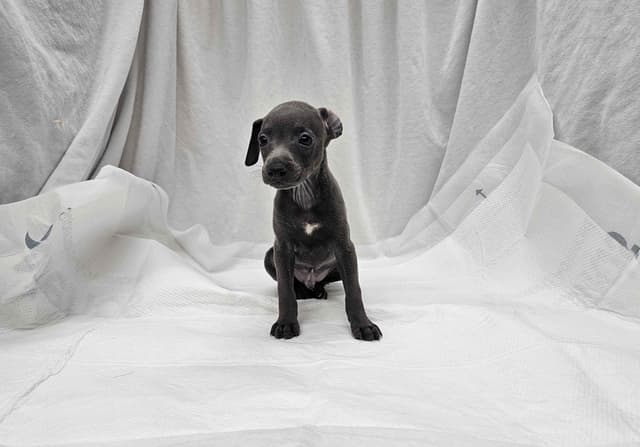 Italian Greyhound Puppies media 8