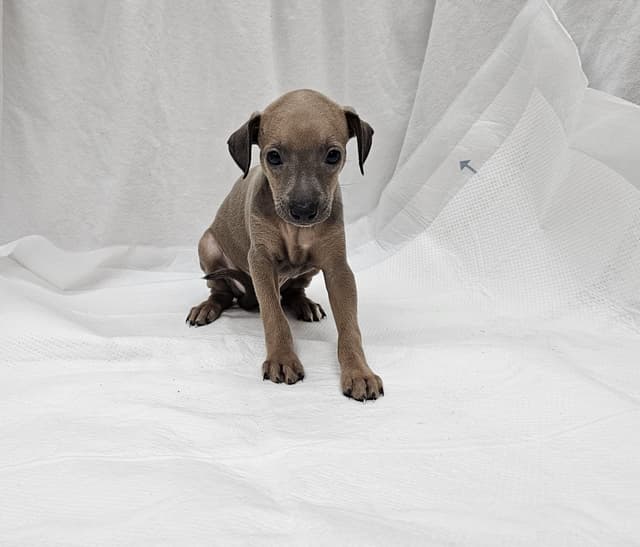 Italian Greyhound Puppies media 10