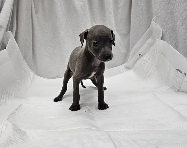 Gorgeous Male Italian Greyhound Puppies media 5