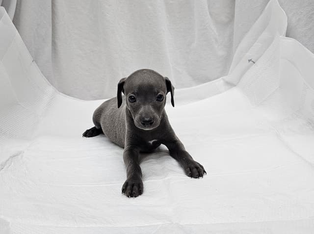 Gorgeous Male Italian Greyhound Puppies media 6