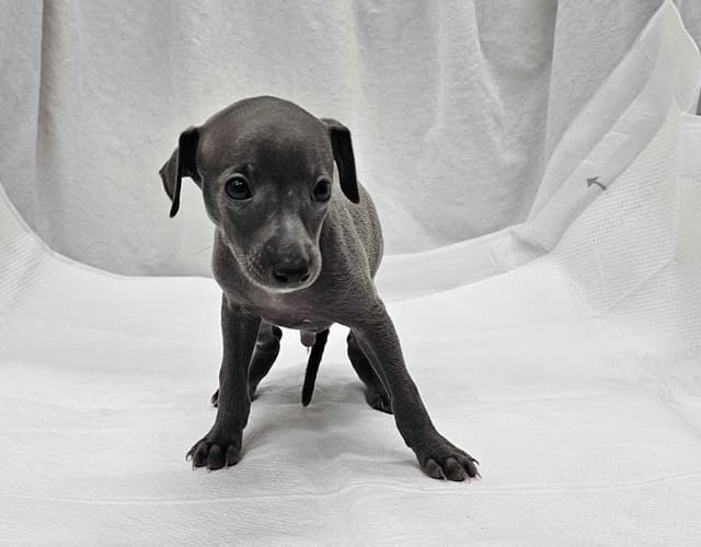 Gorgeous Male Italian Greyhound Puppies media 7