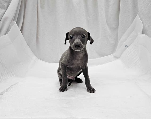 Gorgeous Male Italian Greyhound Puppies media 8