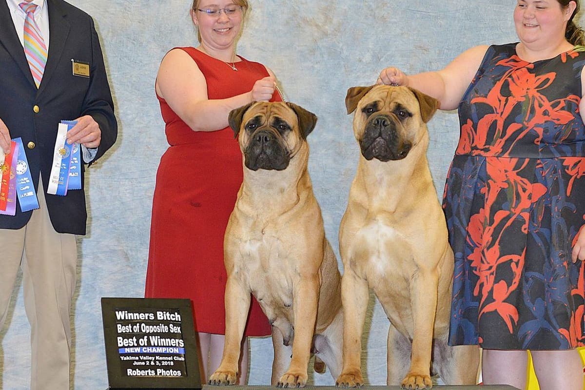 Bullmastiff Puppies breeder image 1