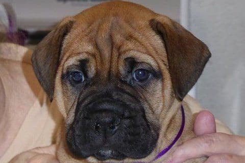 Bullmastiff Puppies breeder image 2