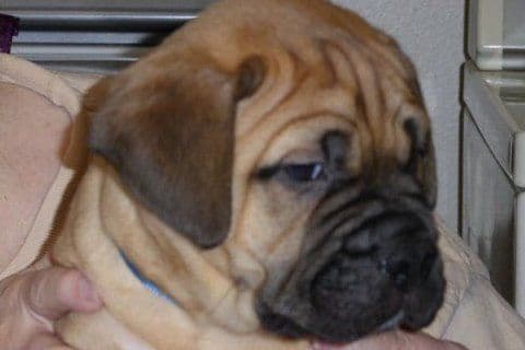Bullmastiff Puppies breeder image 3