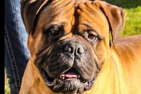 Bullmastiff Puppies breeder image 4