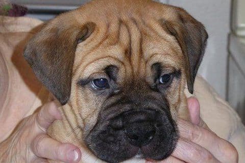 Bullmastiff Puppies breeder image 5