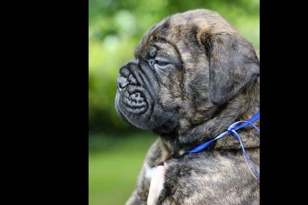 Bullmastiff Puppies breeder image 6