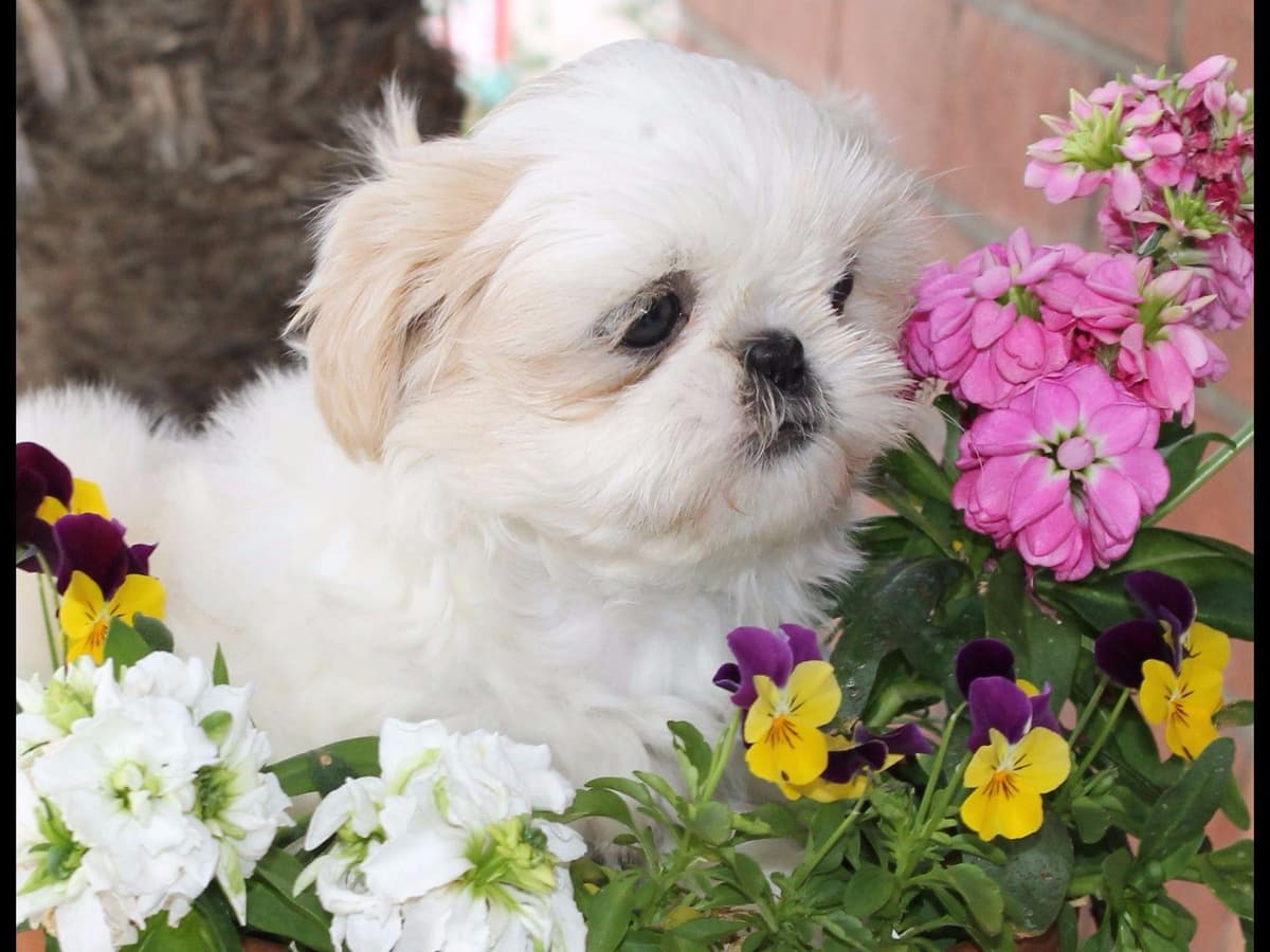 Shih Tzu Puppies breeder image 2
