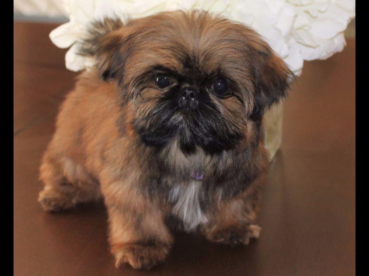 Shih Tzu Puppies breeder image 10