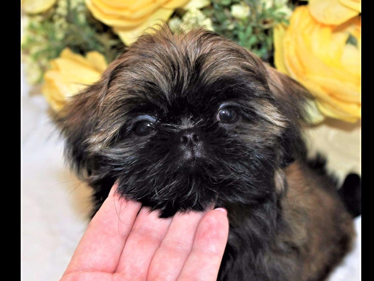 Shih Tzu Puppies breeder image 12