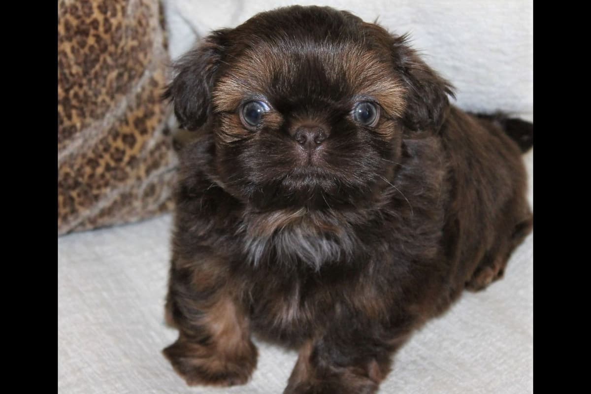 Shih Tzu Puppies breeder image 6