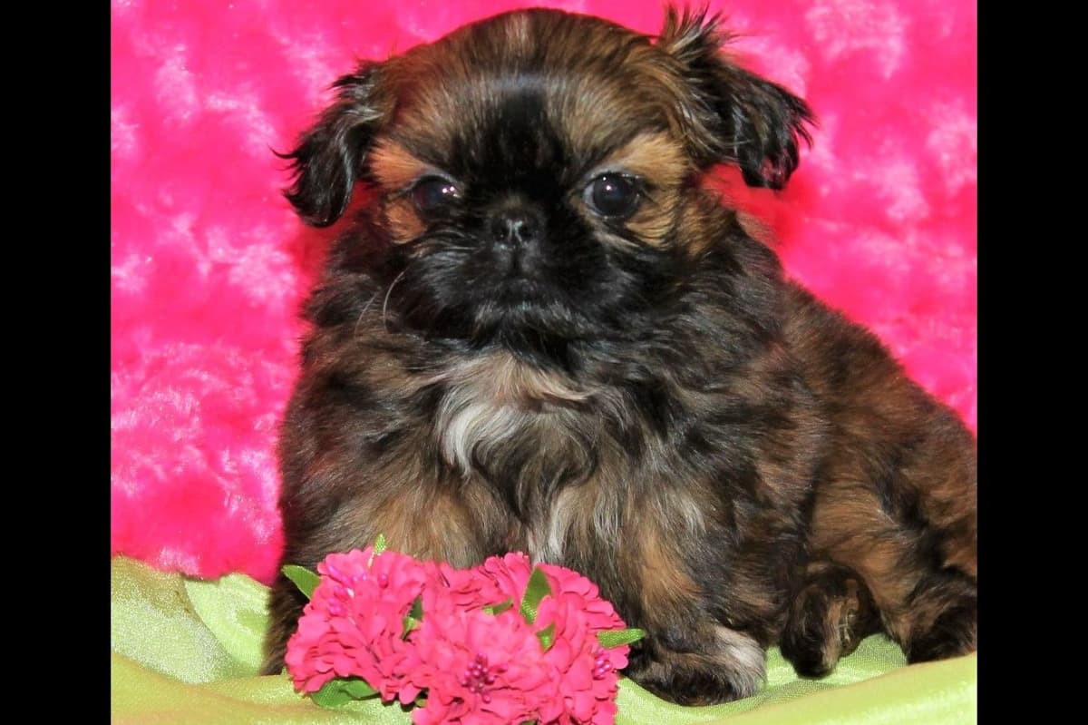Shih Tzu Puppies breeder image 14