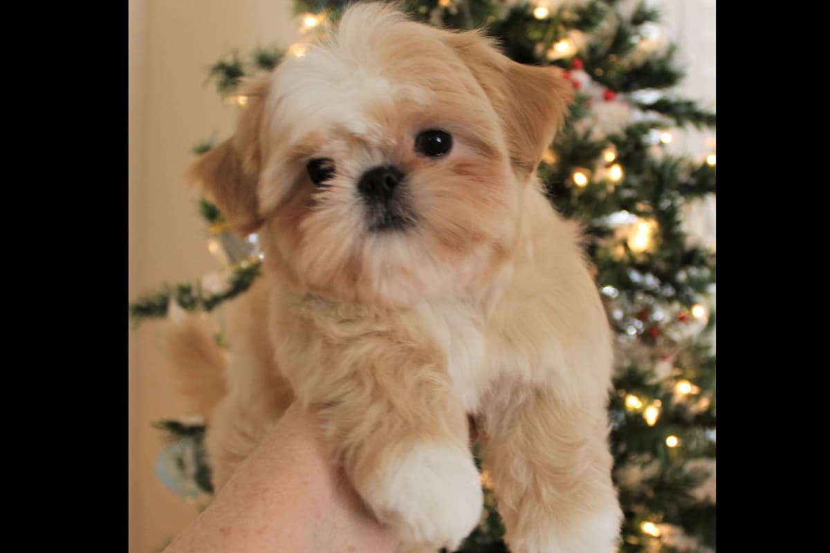Shih Tzu Puppies breeder image 4