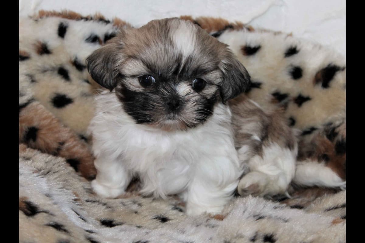 Shih Tzu Puppies breeder image 9