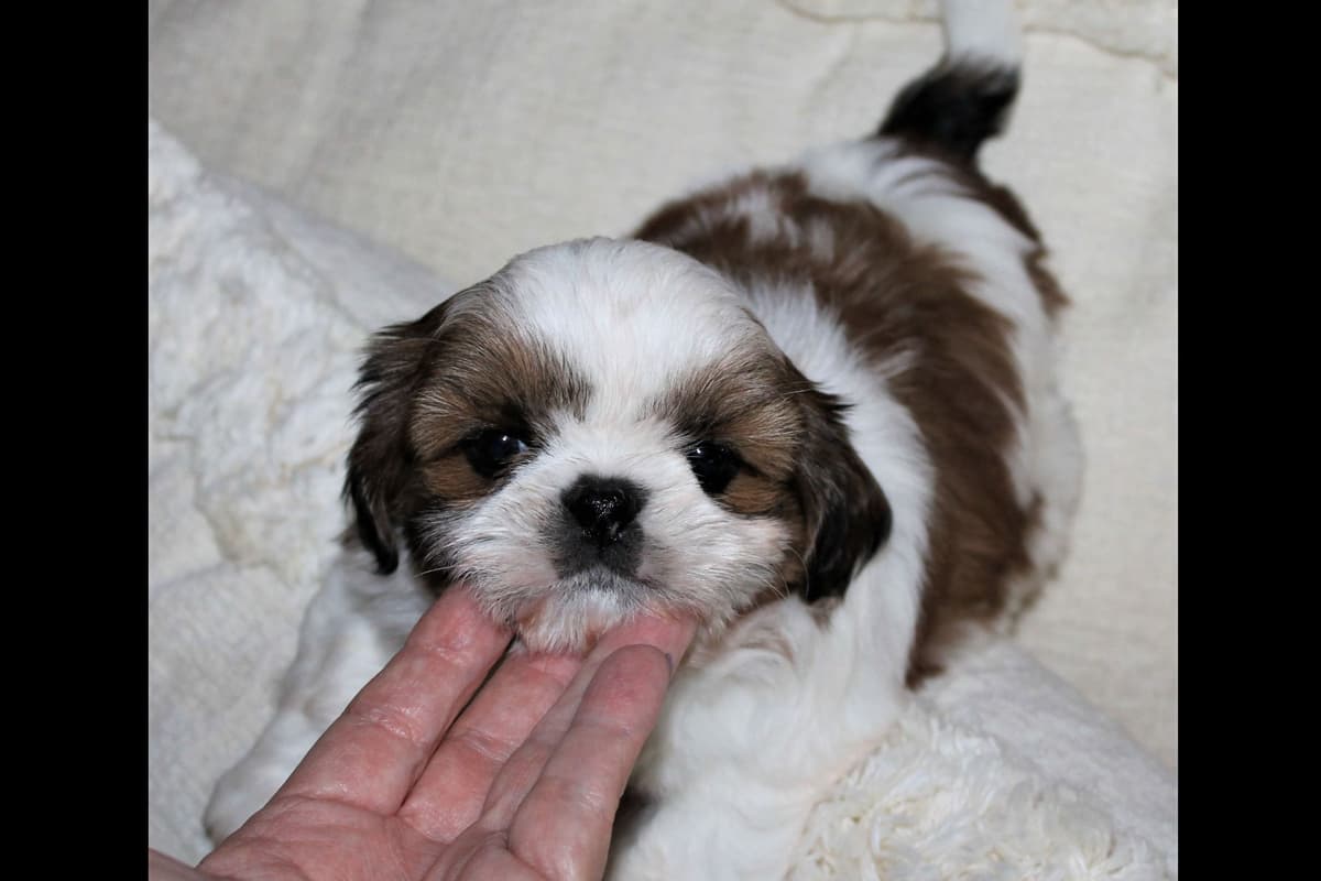 Shih Tzu Puppies breeder image 5