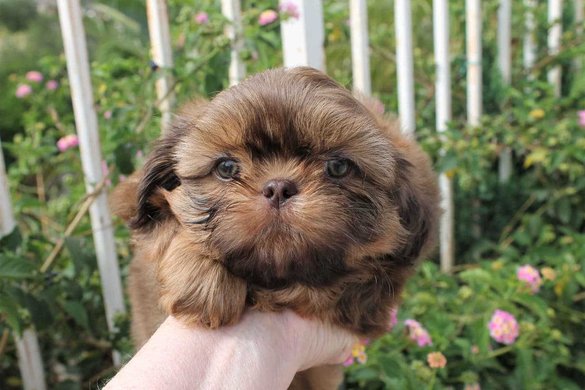 Shih Tzu Puppies breeder image 3